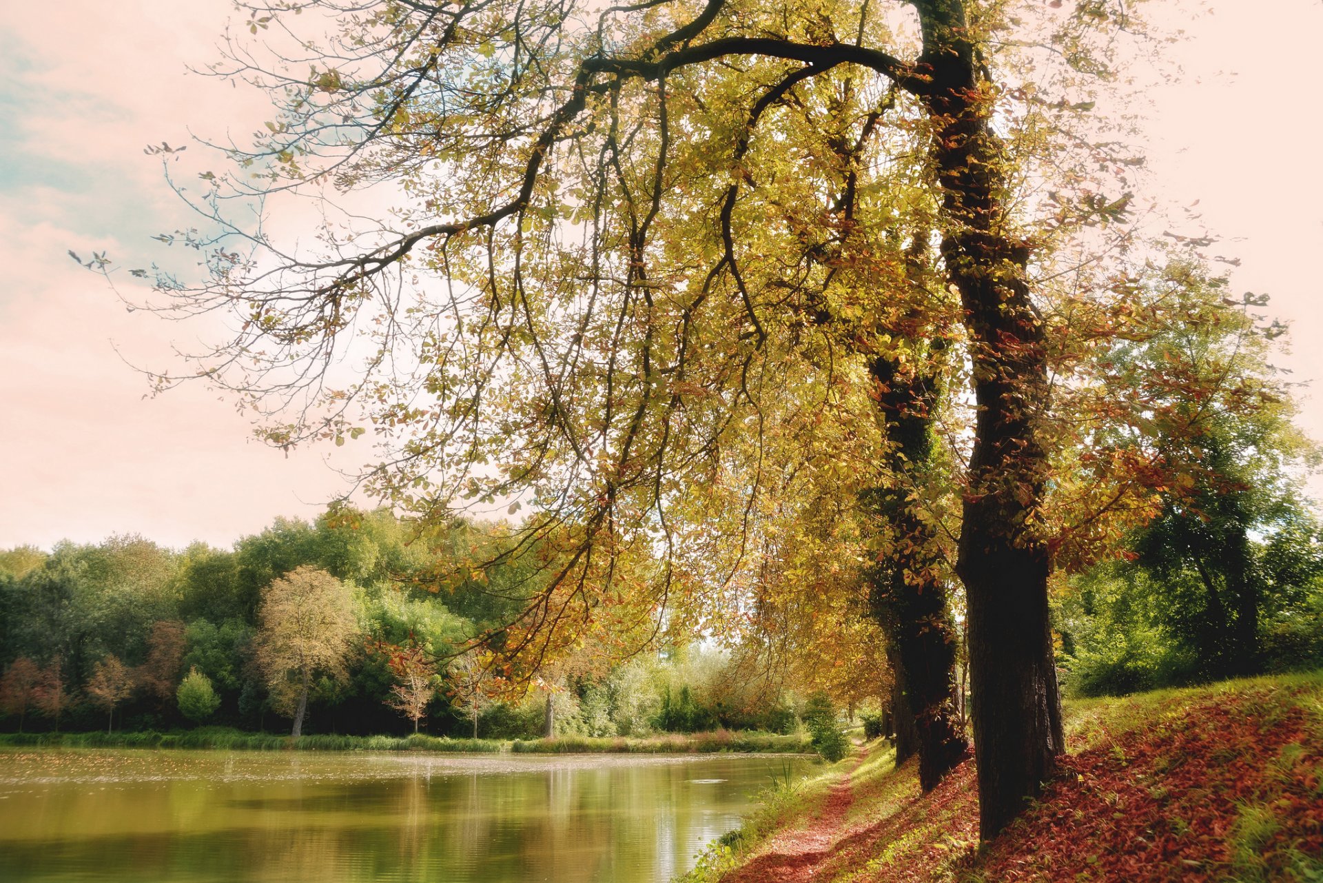 bosque parque lago otoño