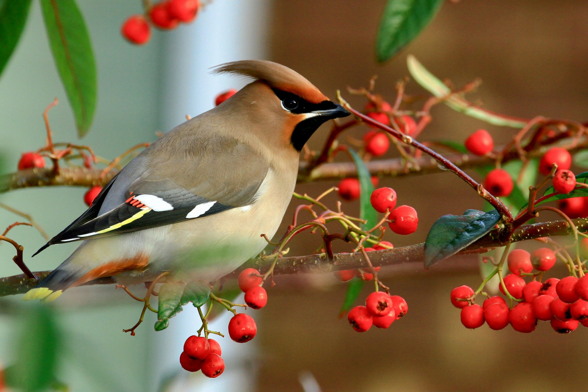 natur vögel vogel zweig beeren herbst