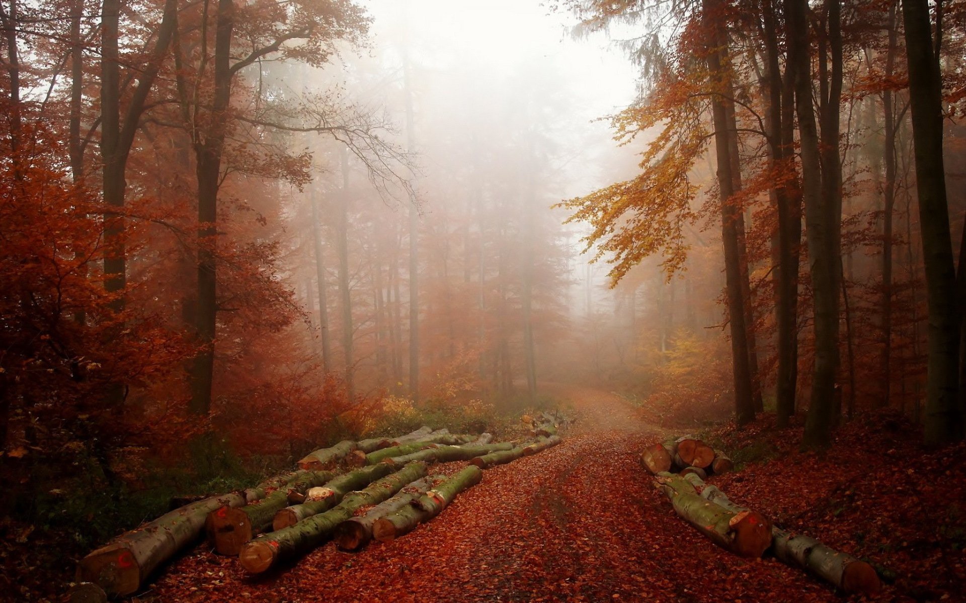 wald nebel natur