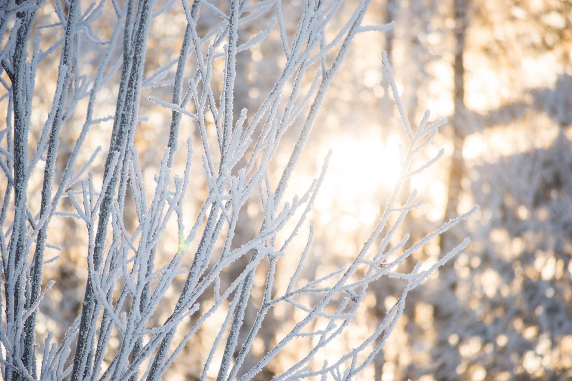 schnee winter schönheit natur wald bäume licht sonne zweige morgendorfer