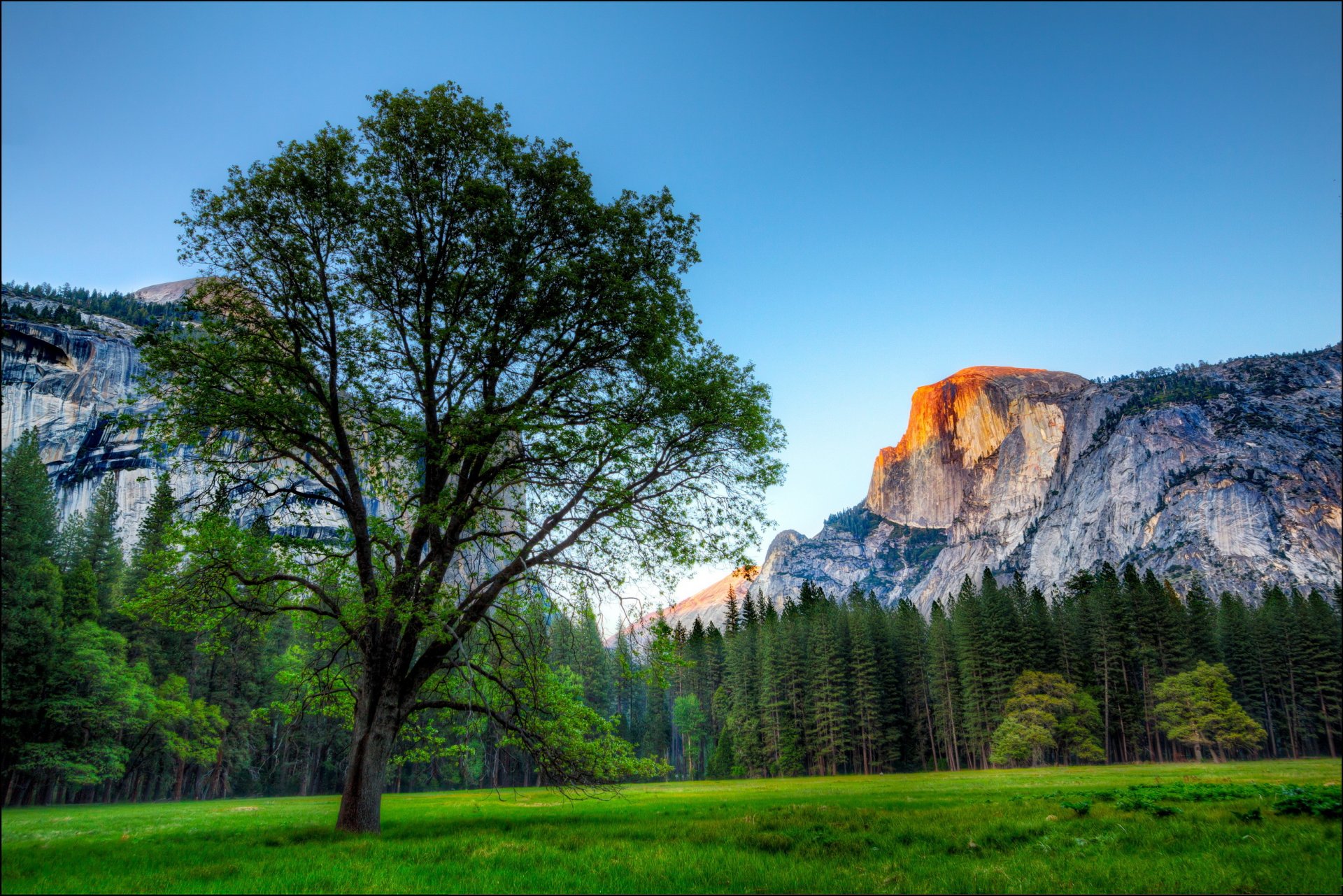 parco stati uniti yosemite albero alberi montagne rocce erba