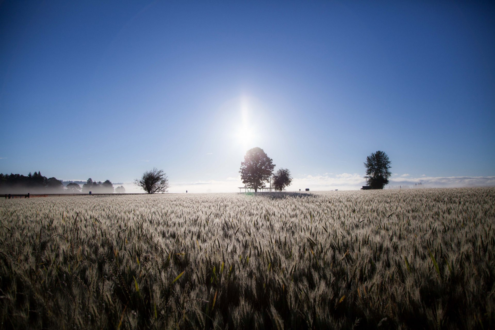 tree the field fog ears morning