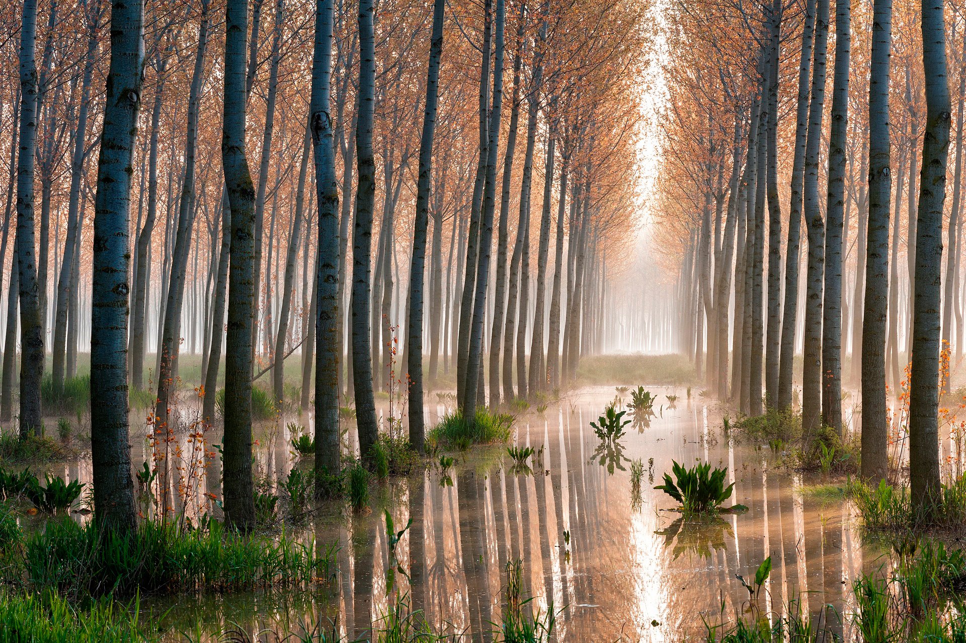 foresta pioppi alberi palude