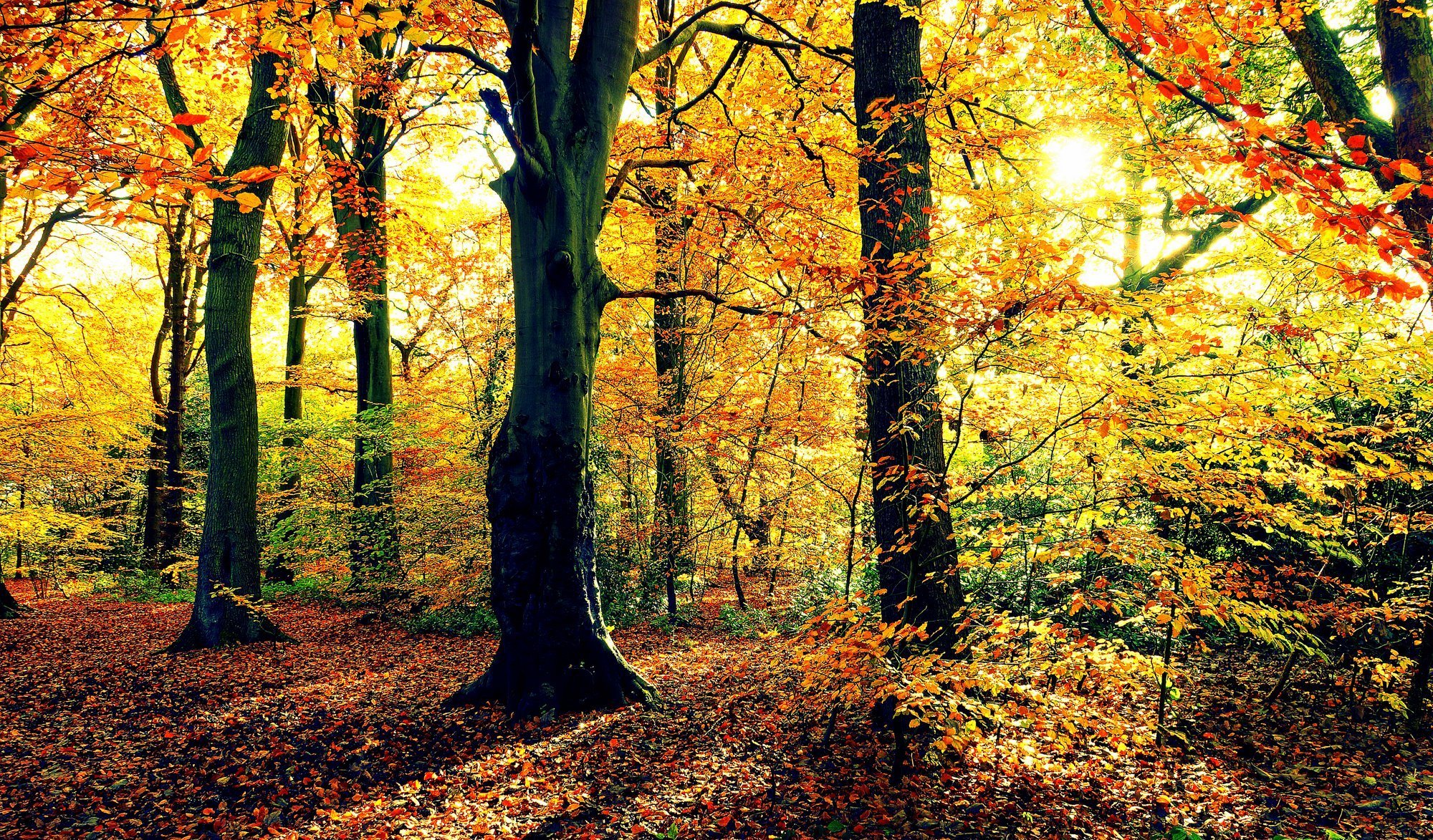 automne forêt arbres feuillage soleil