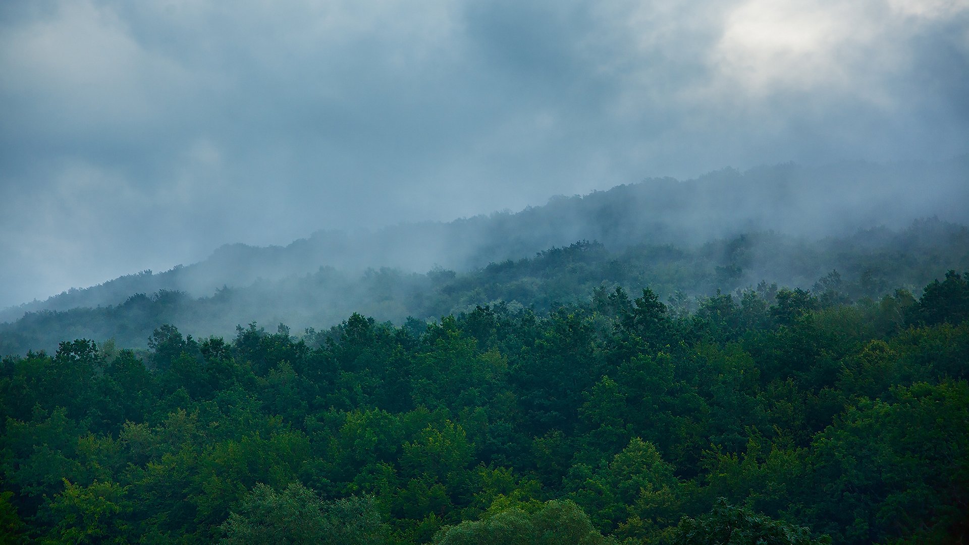 naturaleza árboles bosque niebla vegetación verde ucrania montañas neblina pendiente colina colinas nubes azul niebla montaña mañana mañana