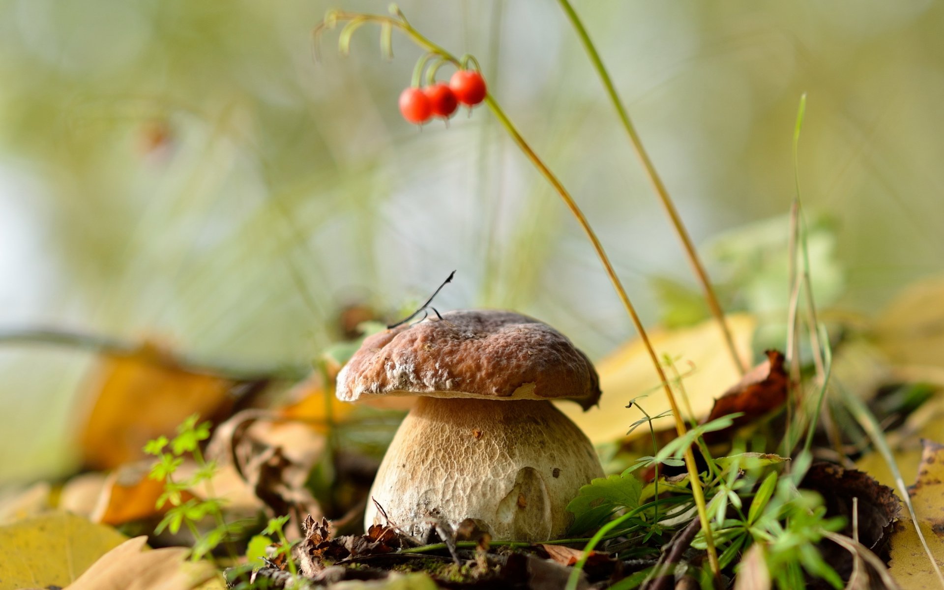 setas blancas setas bosque hojas otoño naturaleza septiembre