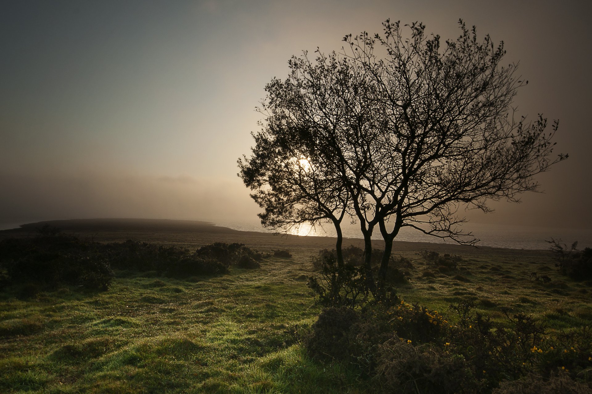 see strand baum nebel morgen