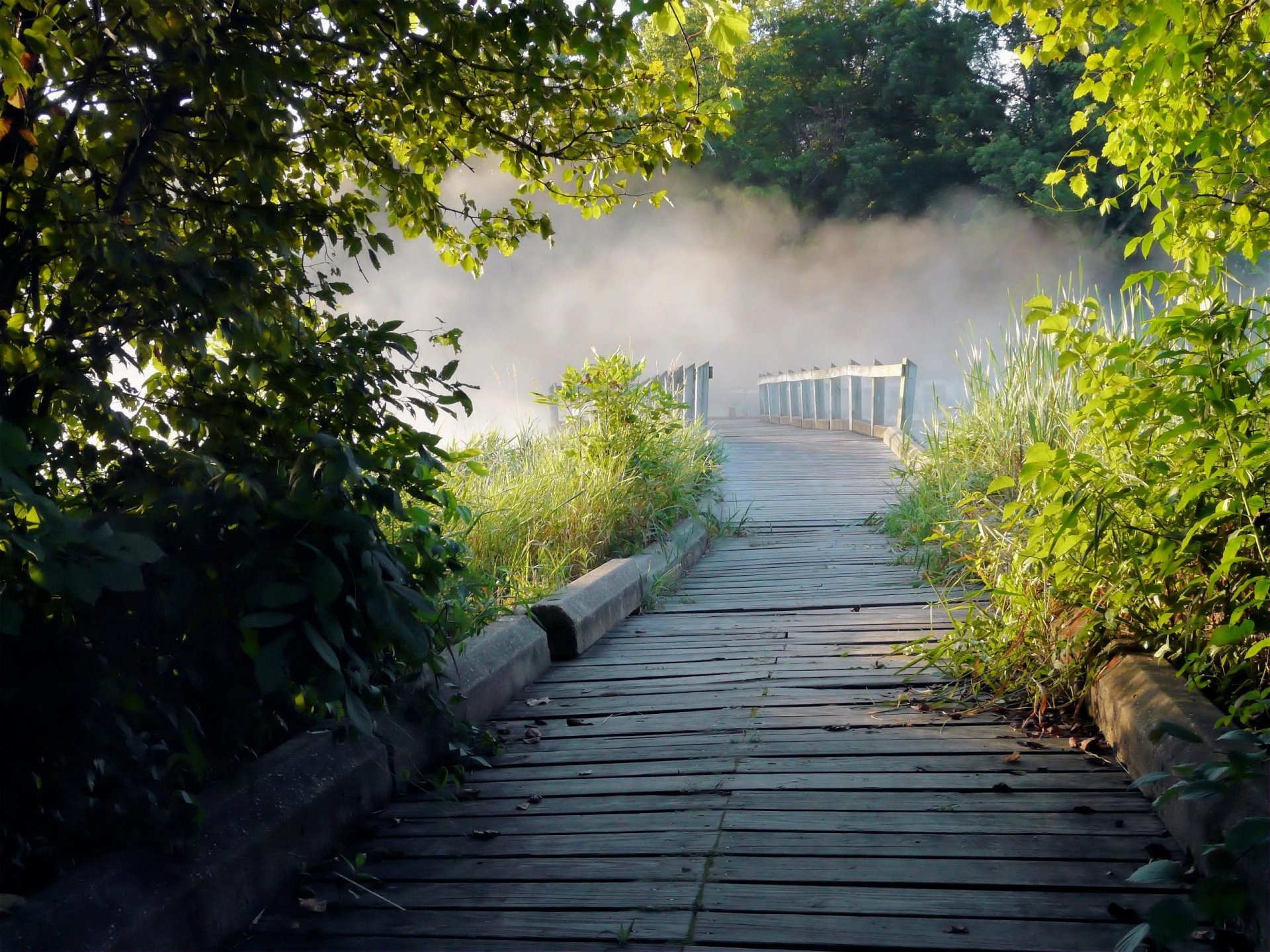 arbres brouillard passerelle nature