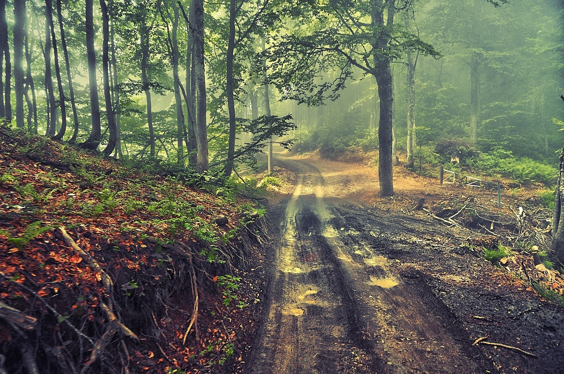 forêt arbres route brouillard