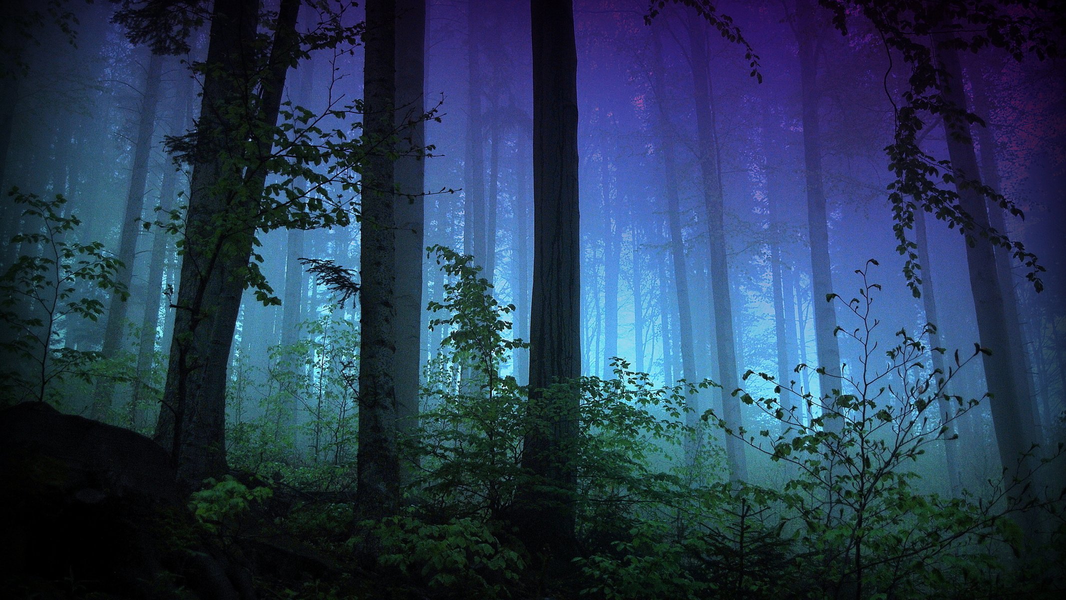 forest trees bushes evening night light branches fog