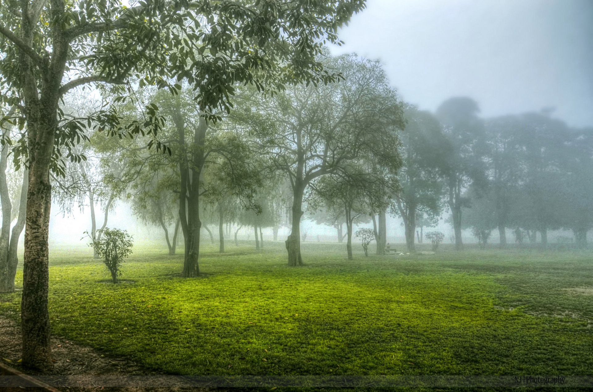 arbres matin brouillard