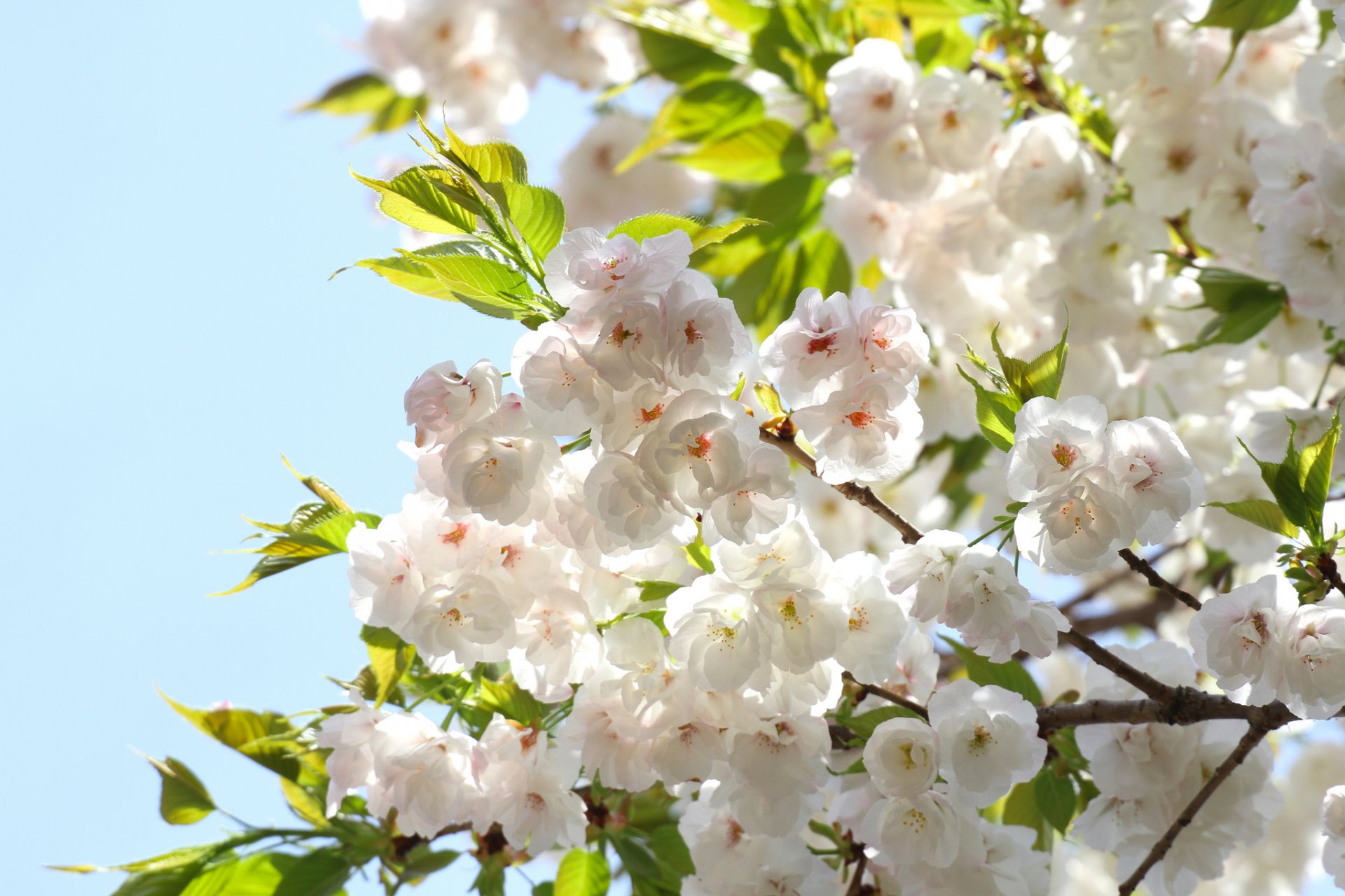 printemps fleurs pétales sakura branches feuilles floraison ciel