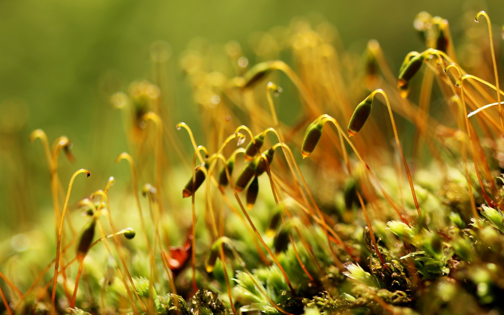 naturaleza hierbas macro verano