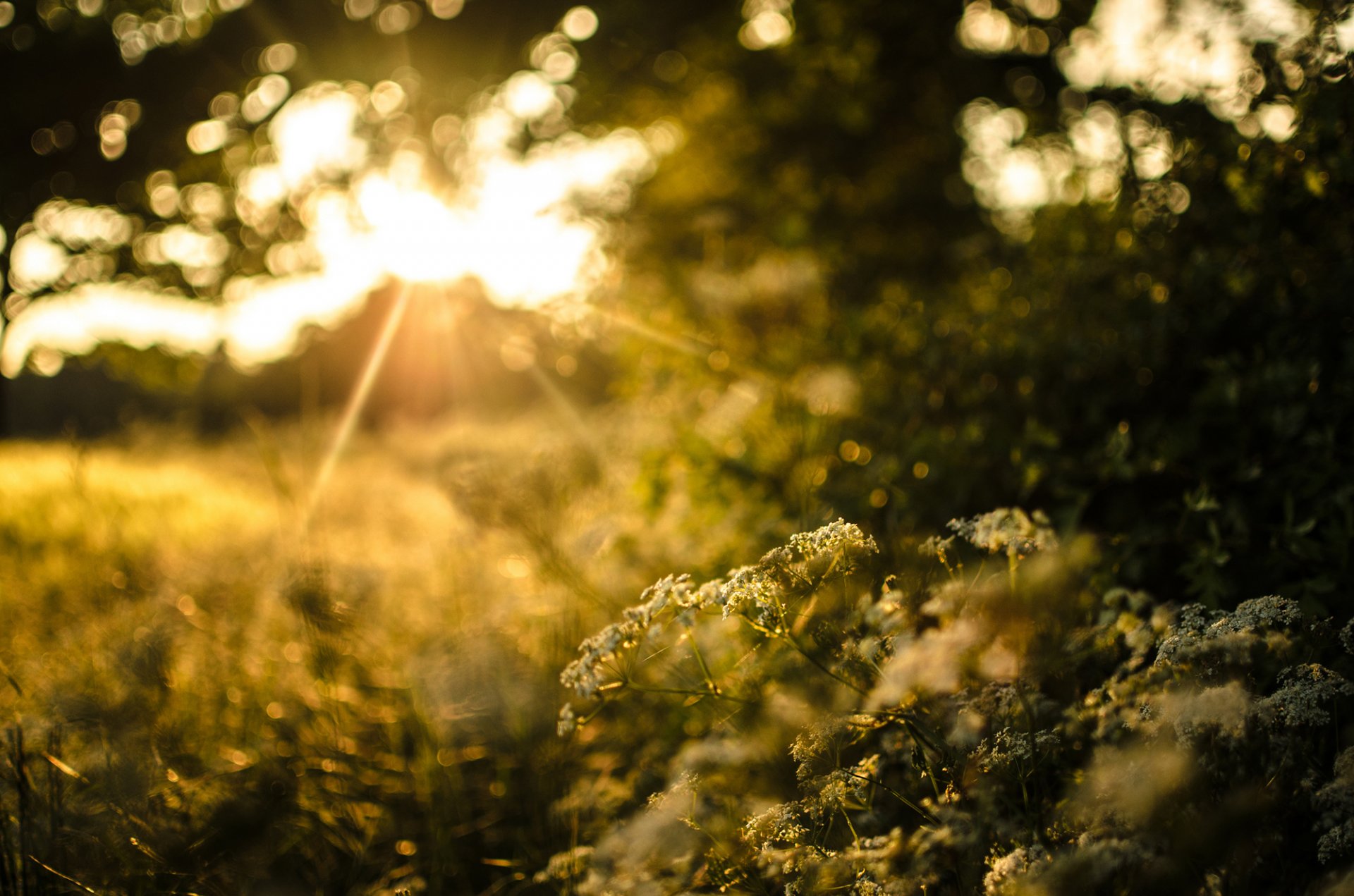 natur gras pflanzen bäume büsche grün sonne licht sonnenuntergang abend bokeh unschärfe