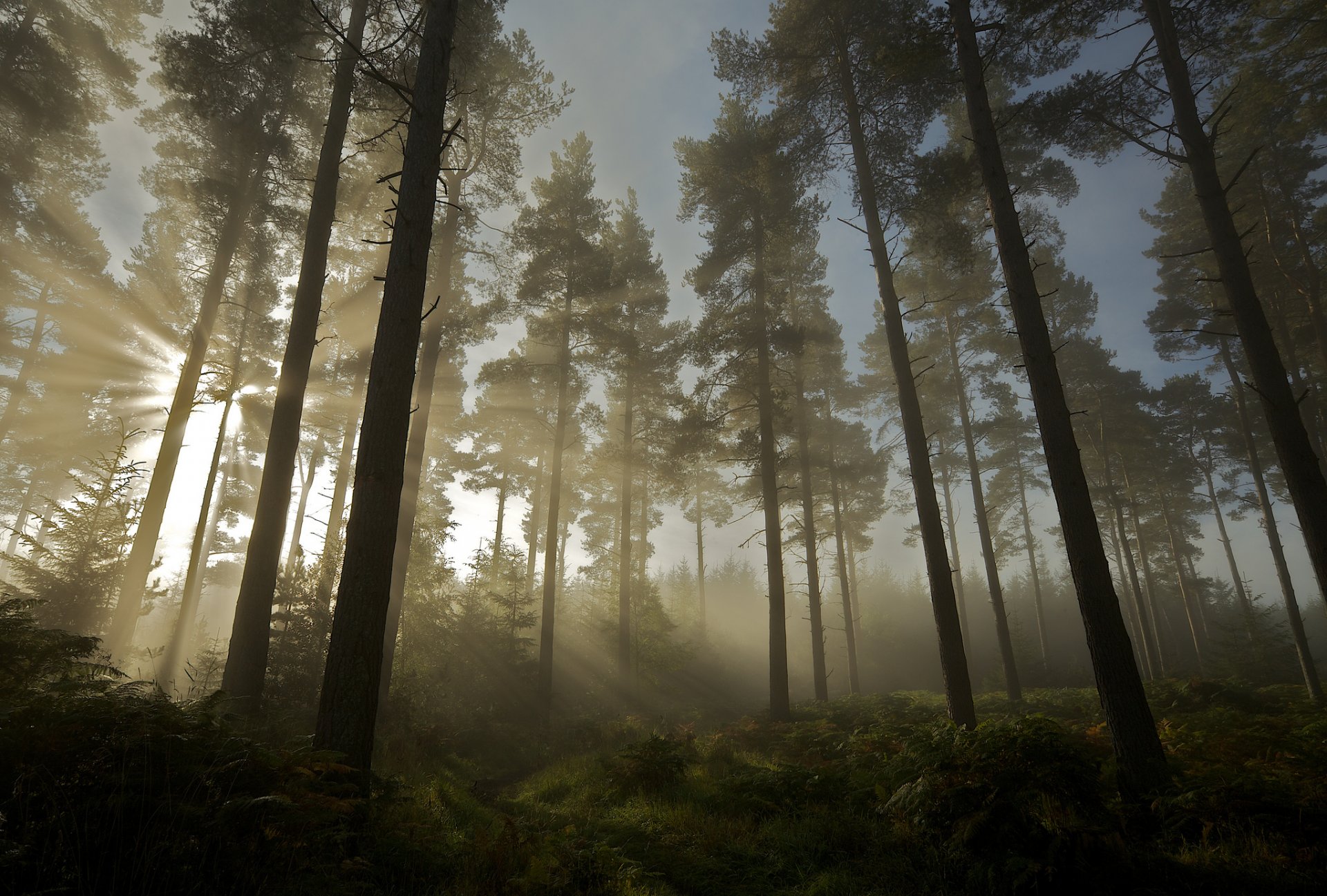 forêt lumière soleil arbres nature