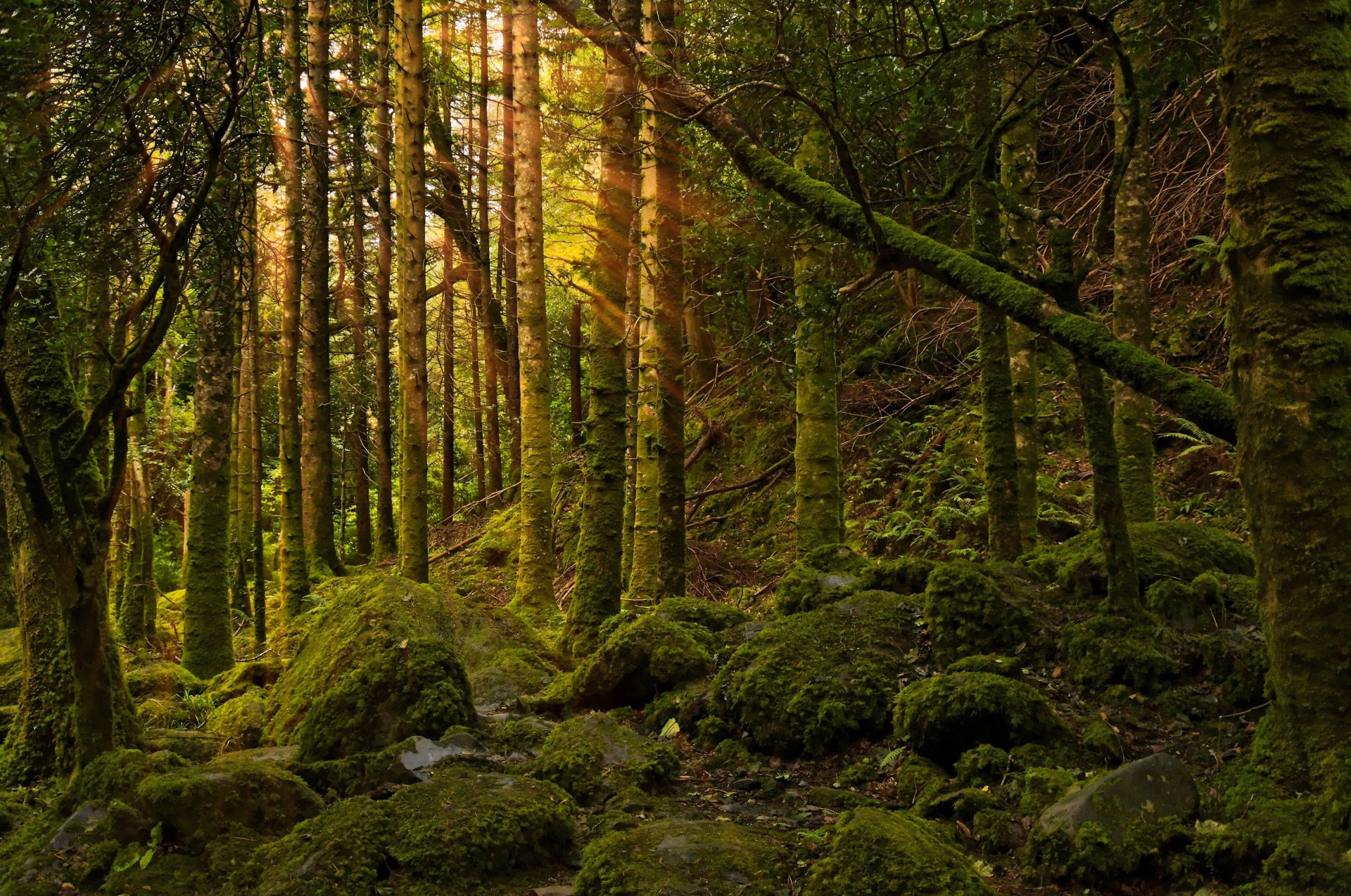 forest light stones moss nature