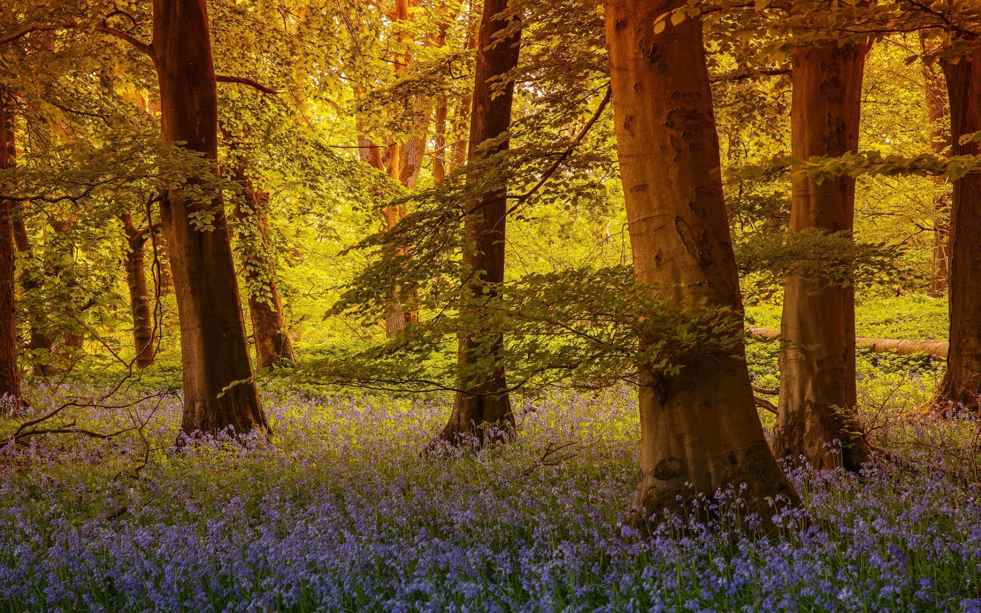 tree grass north yorkshire england forest trees bluebells flower