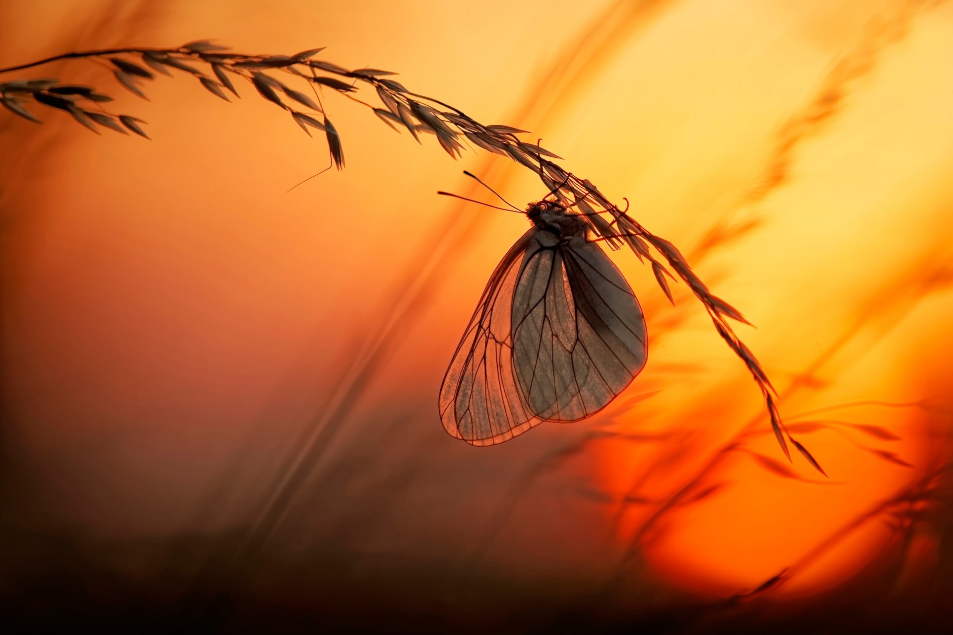 mariposa espiga puesta de sol