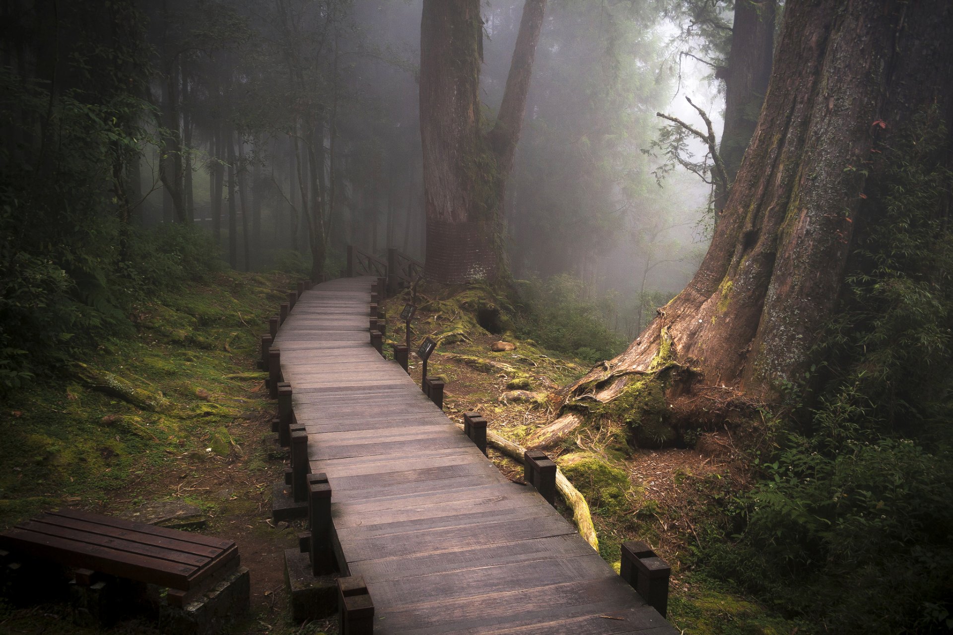 china asia bosque árboles niebla camino naturaleza