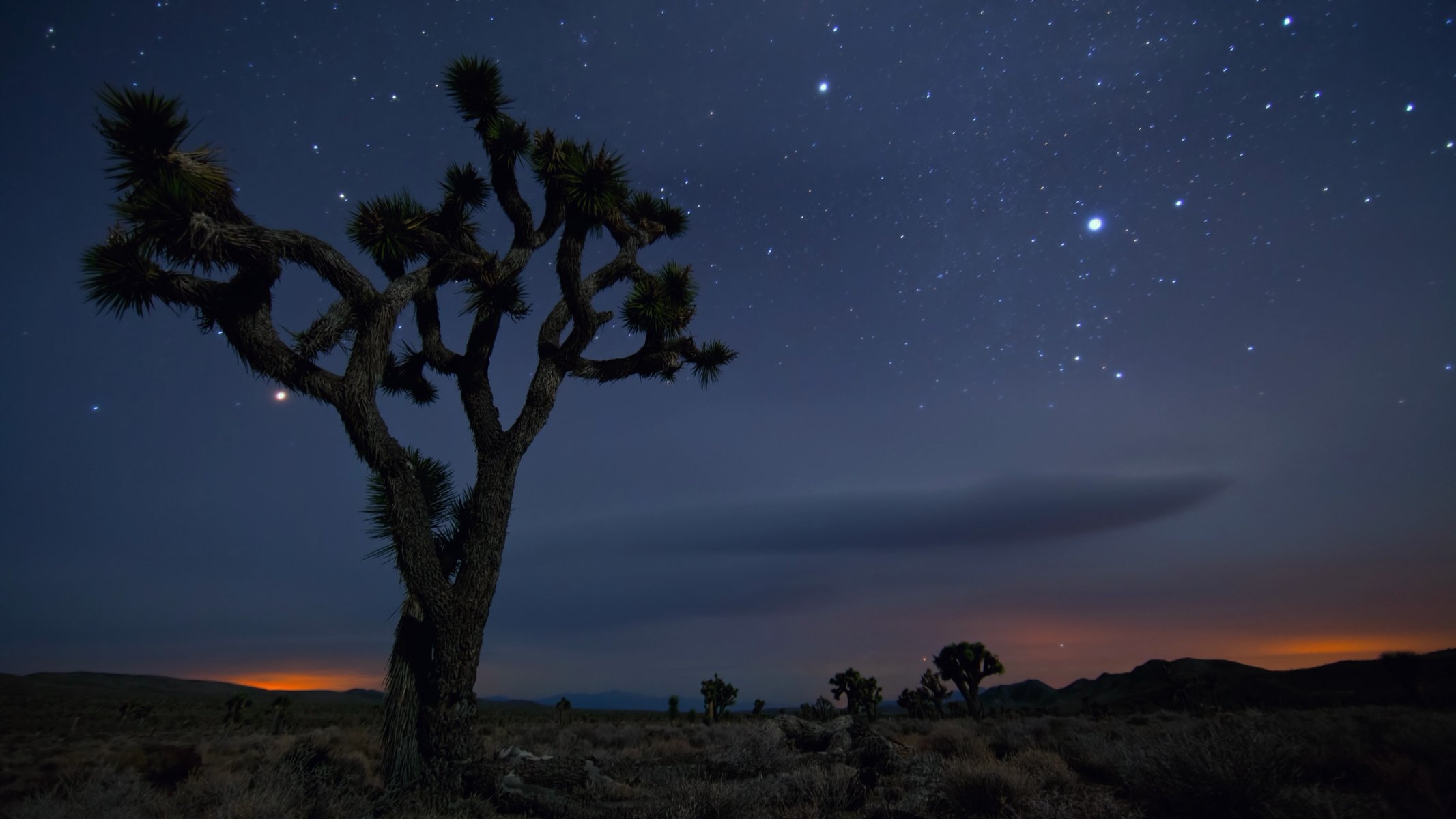 joshua tree national park californie désert sable bois mexique états-unis nuit