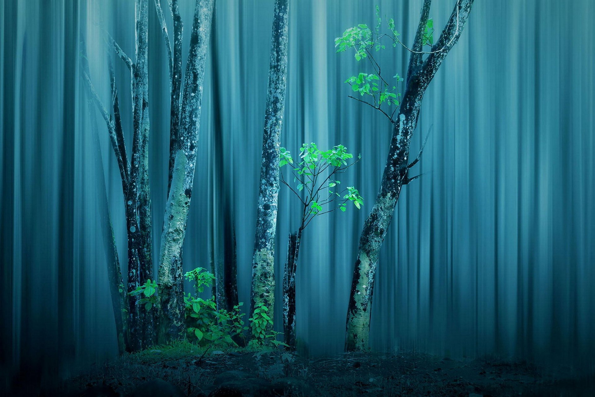 foresta alberi lavorazione