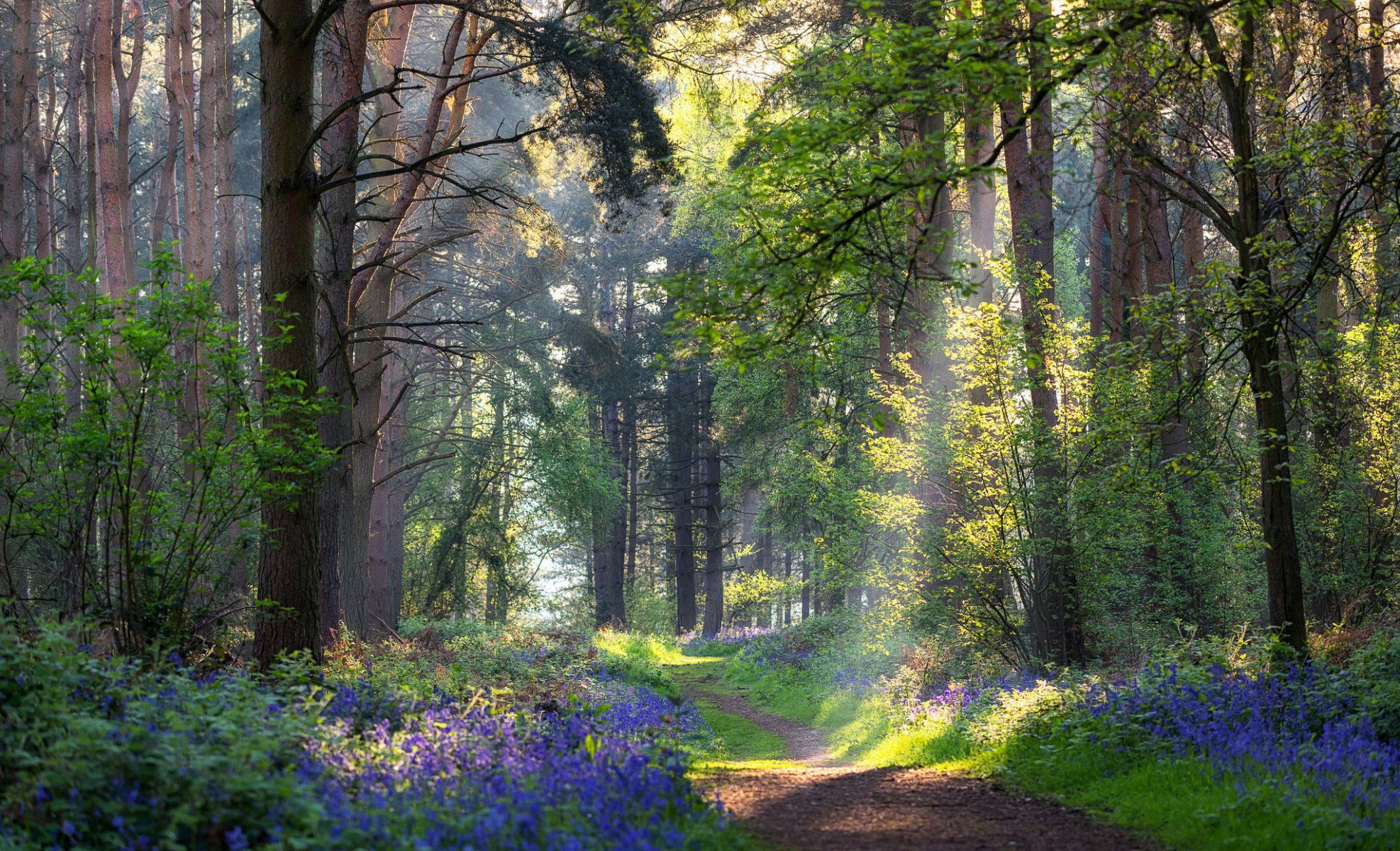 foresta sentiero fiori estate