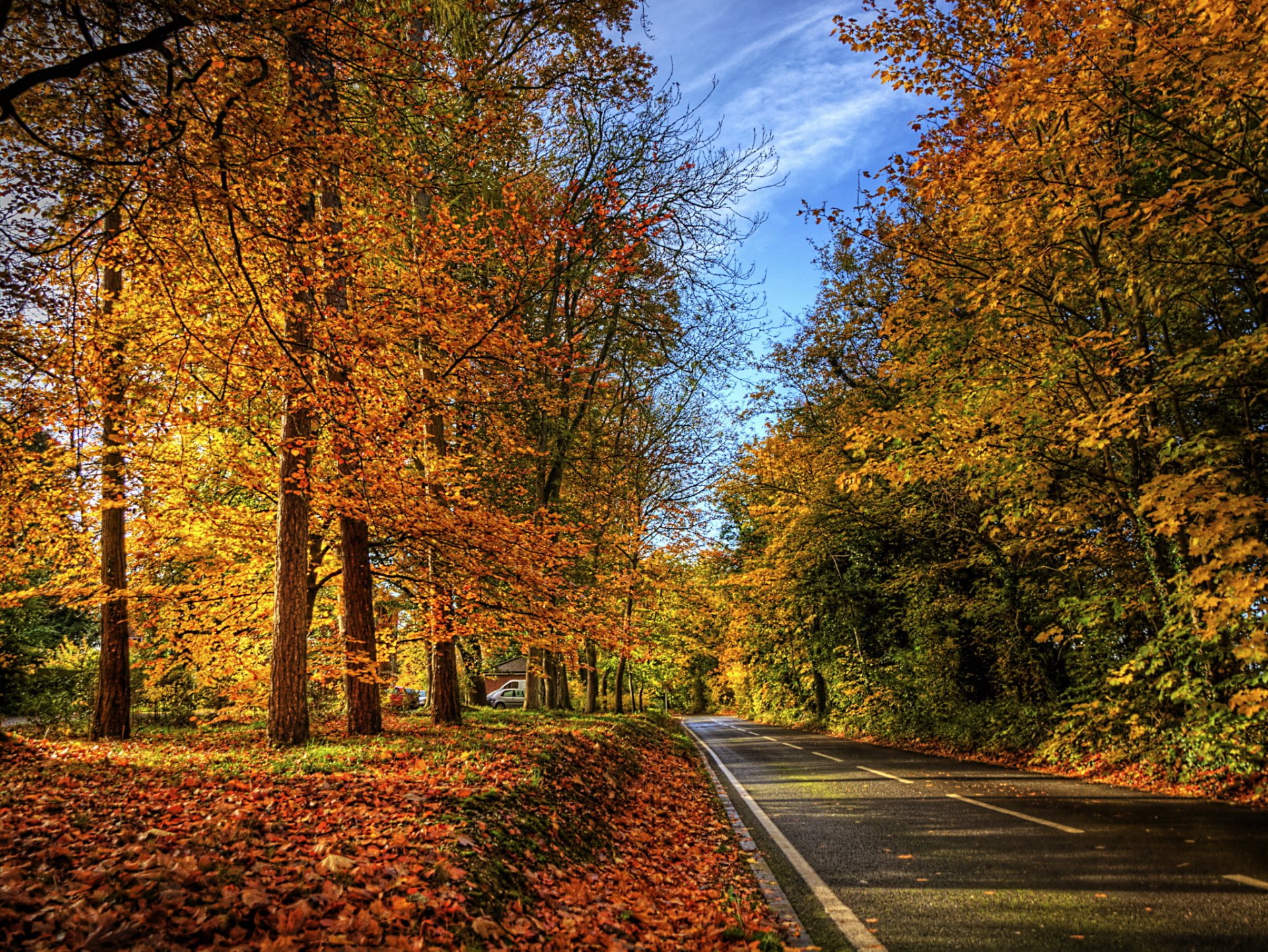 autunno strada foglie natura foto