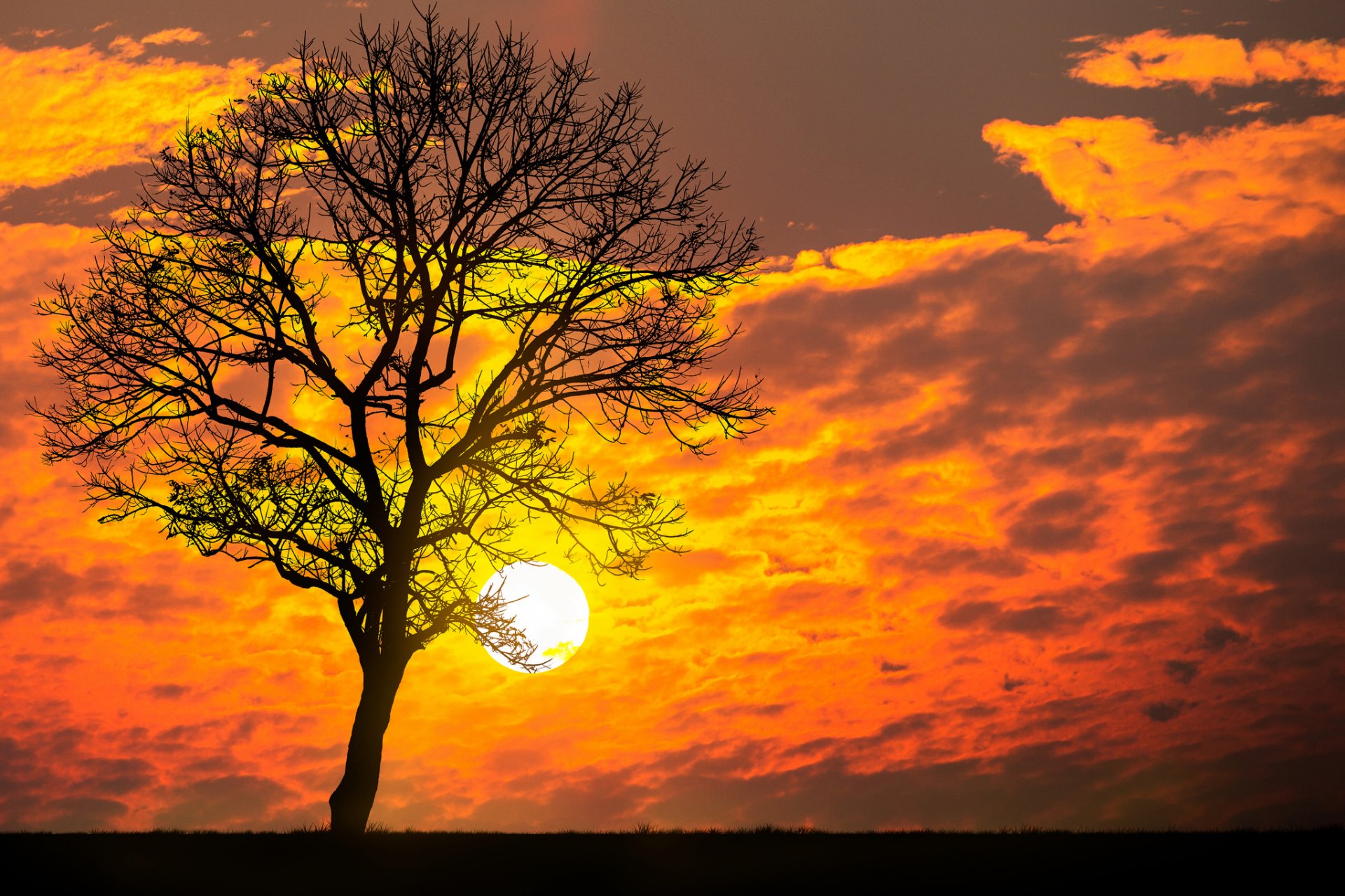 puesta de sol sol nubes árbol