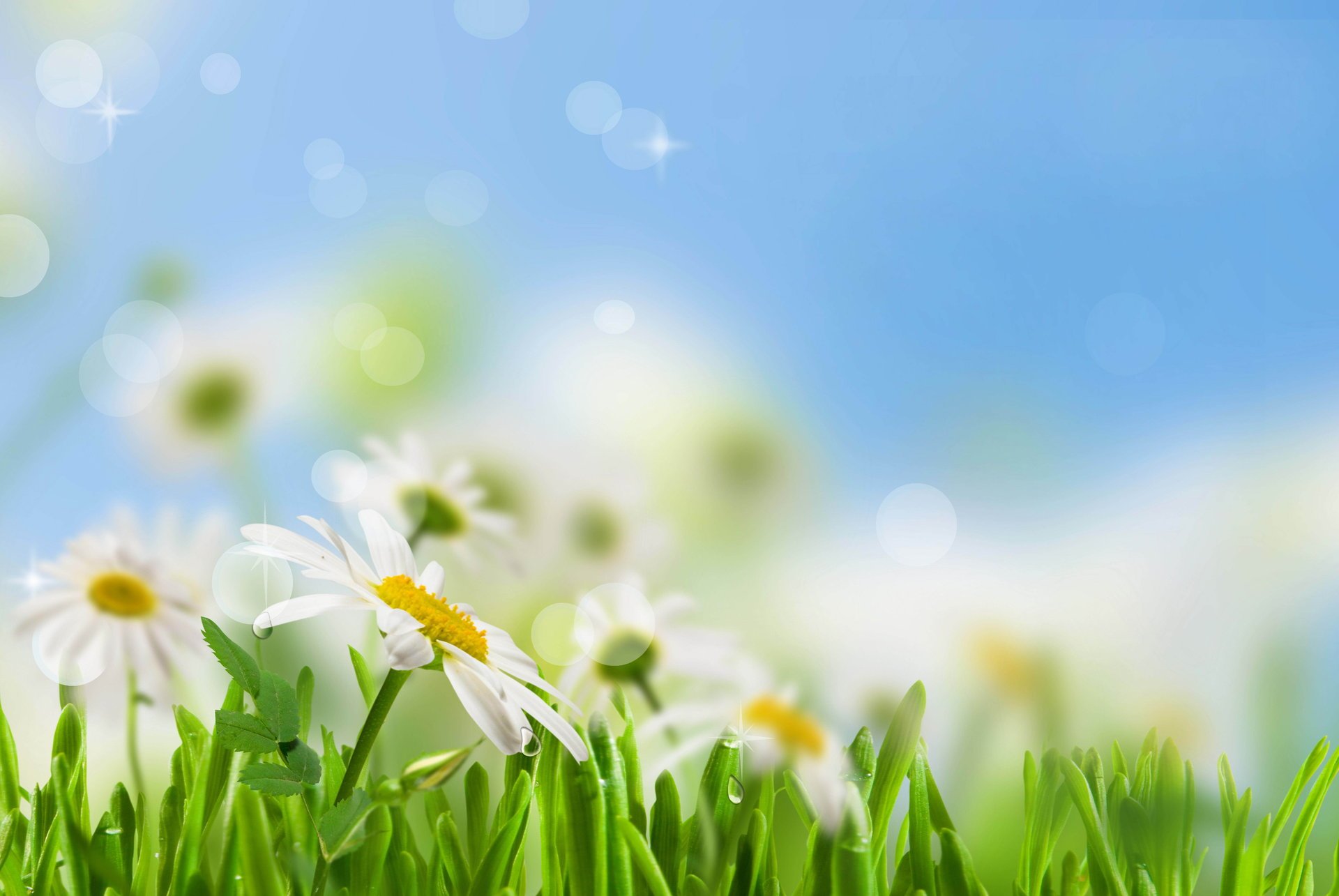 margherite bianco foglie verde erba fiori acqua gocce cielo primavera freschezza bellezza macchia bianco rugiada primavera sfocatura