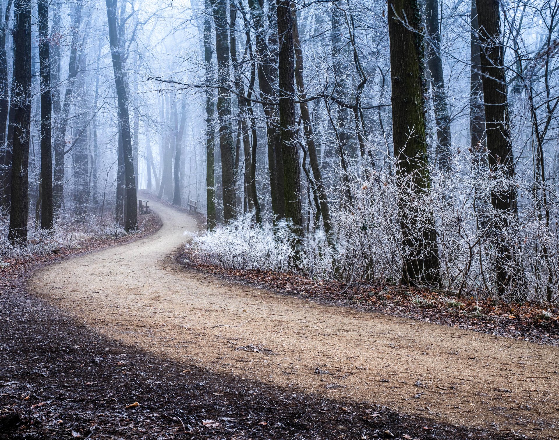 forest tree road autumn frost