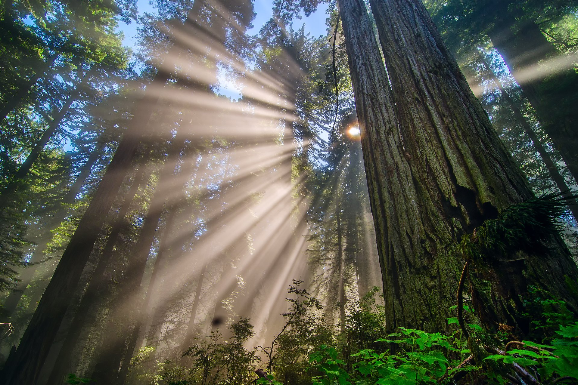 natur usa kalifornien redwood national park wald bäume zweige licht strahlen sonne