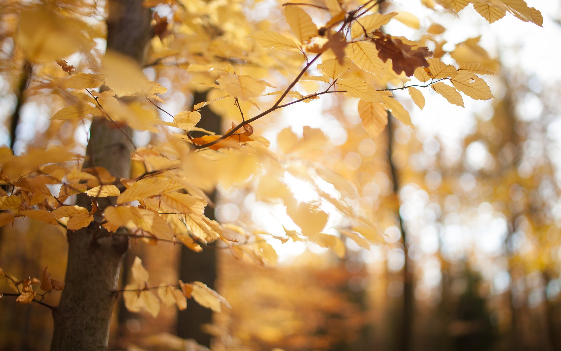 automne forêt parc jaune feuilles arbres gros plan nature