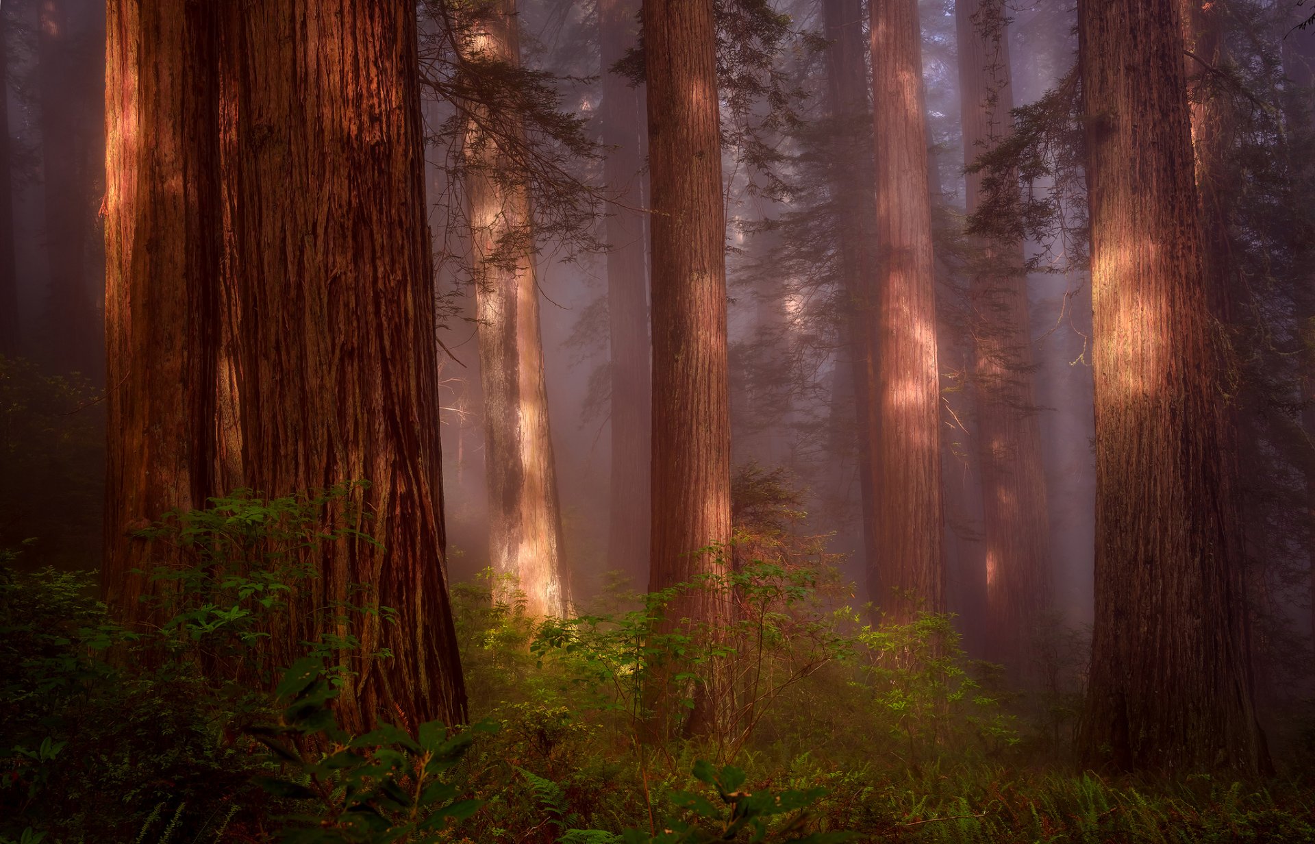 naturaleza estados unidos norte de california redwood grove bosque sequoia neblina