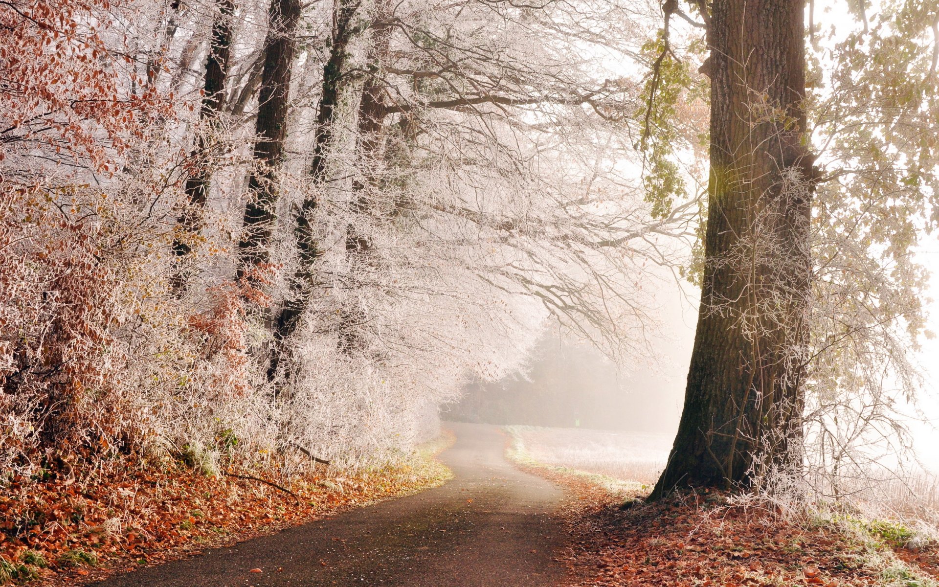 route arbres givre