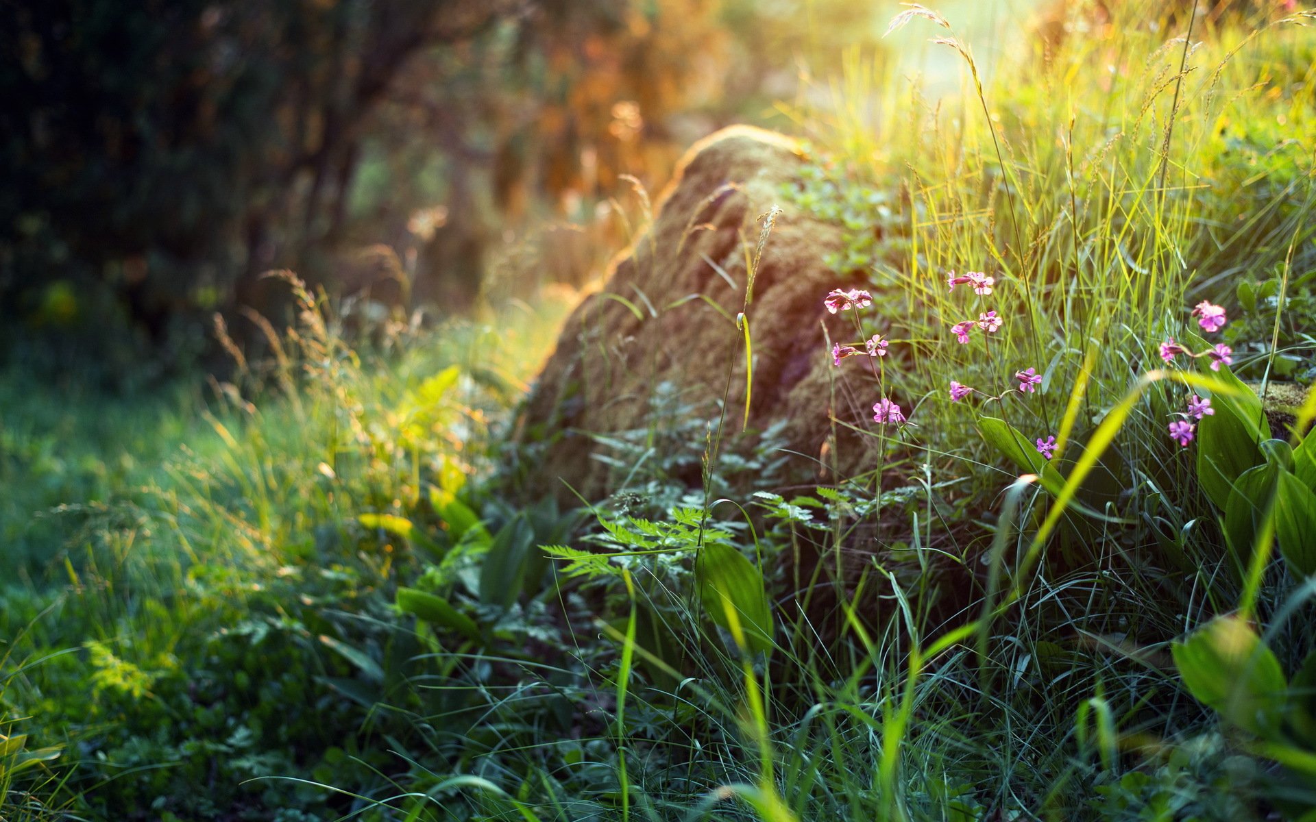 flower nature summer light