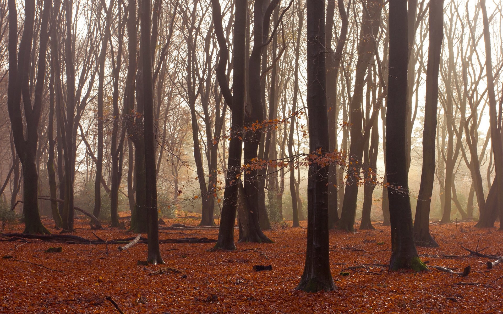 alberi foresta autunno foglie