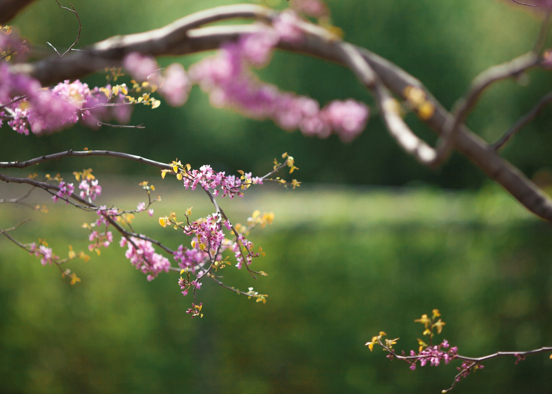 branches flower spring