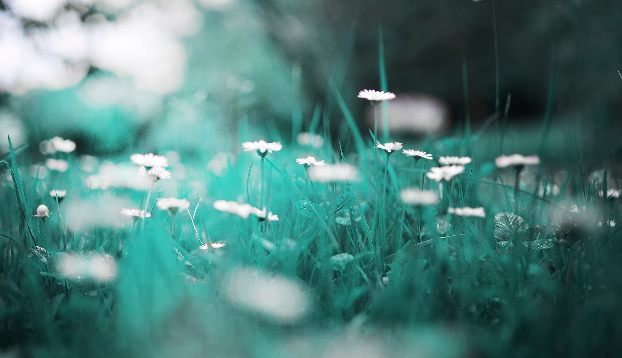 grass chamomile bokeh close up