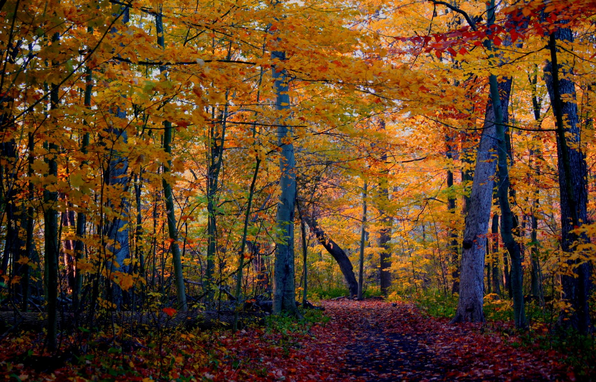 herbst wald bäume wanderweg natur foto