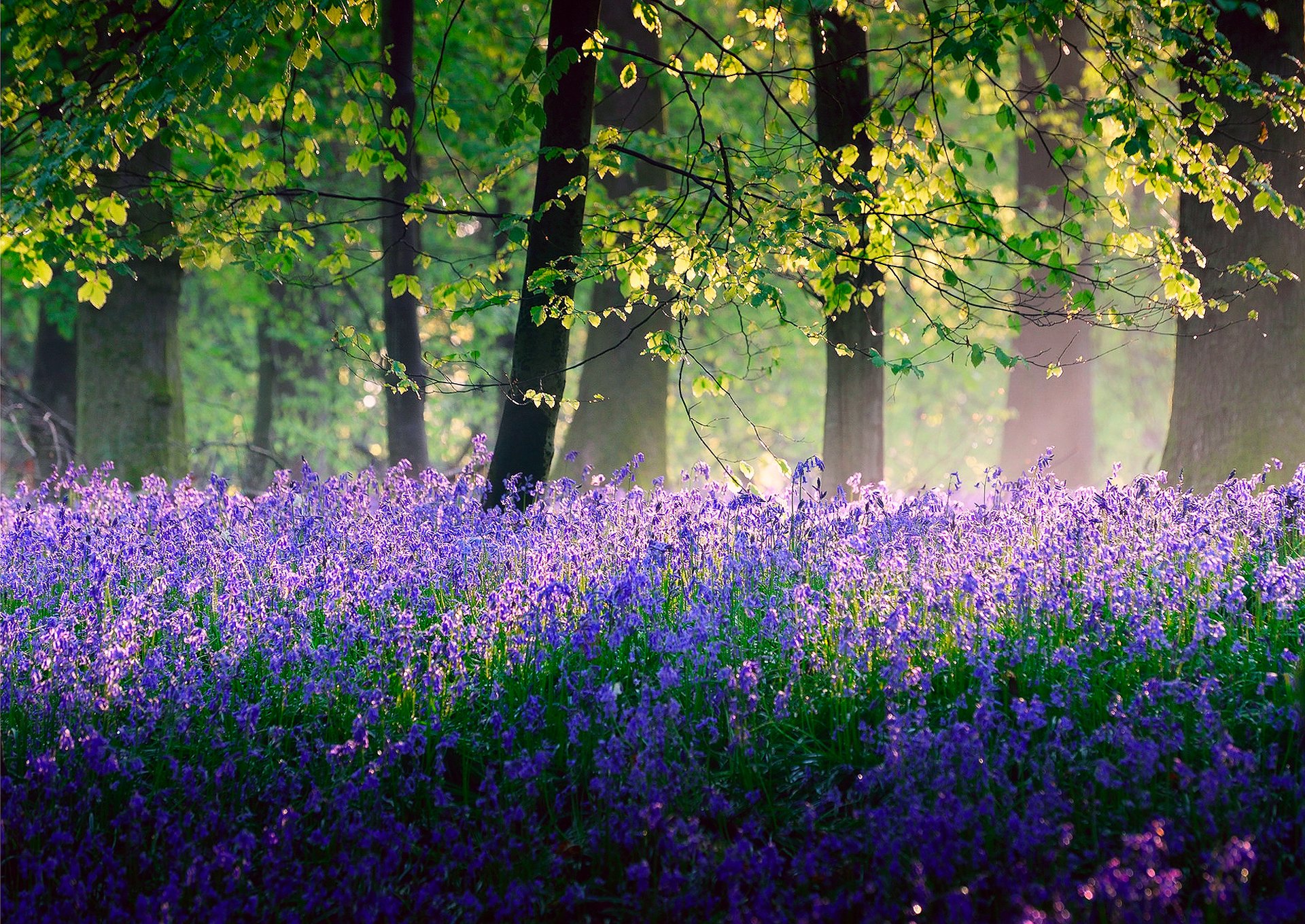 nature angleterre forêt arbres lumière fleurs cloches printemps mai