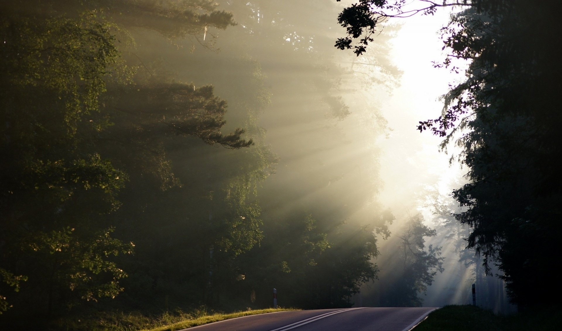 natura foresta nebbia strada