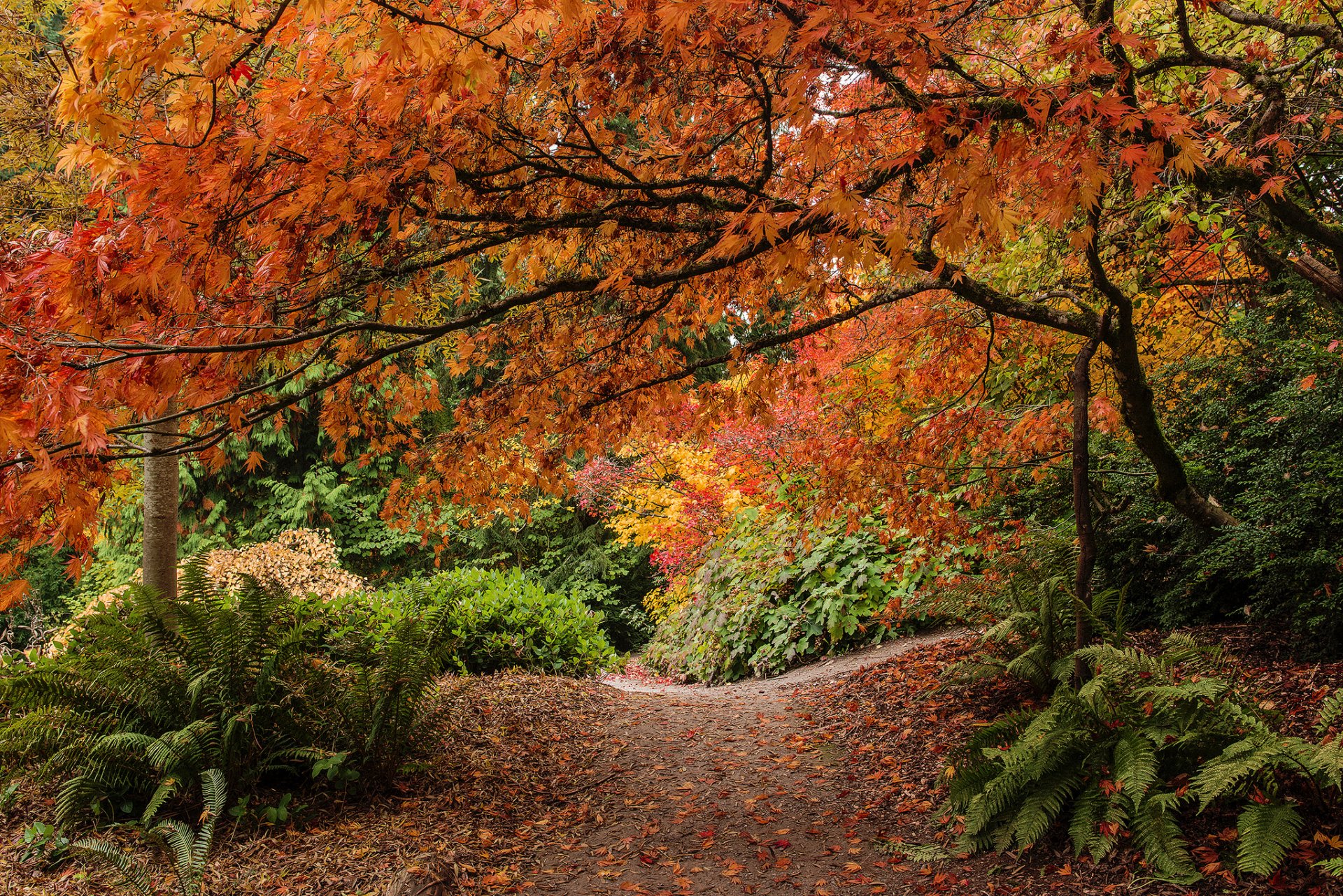 arboreto del parque washington seattle arboreto del estado de washington árboles hojas helecho otoño tropmnka arbustos parque