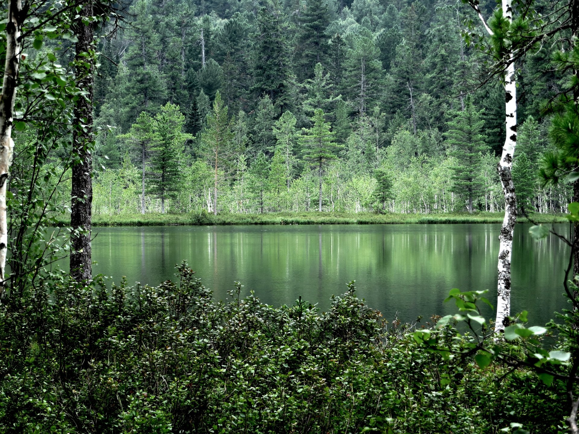 nature tree water reflection summer forest