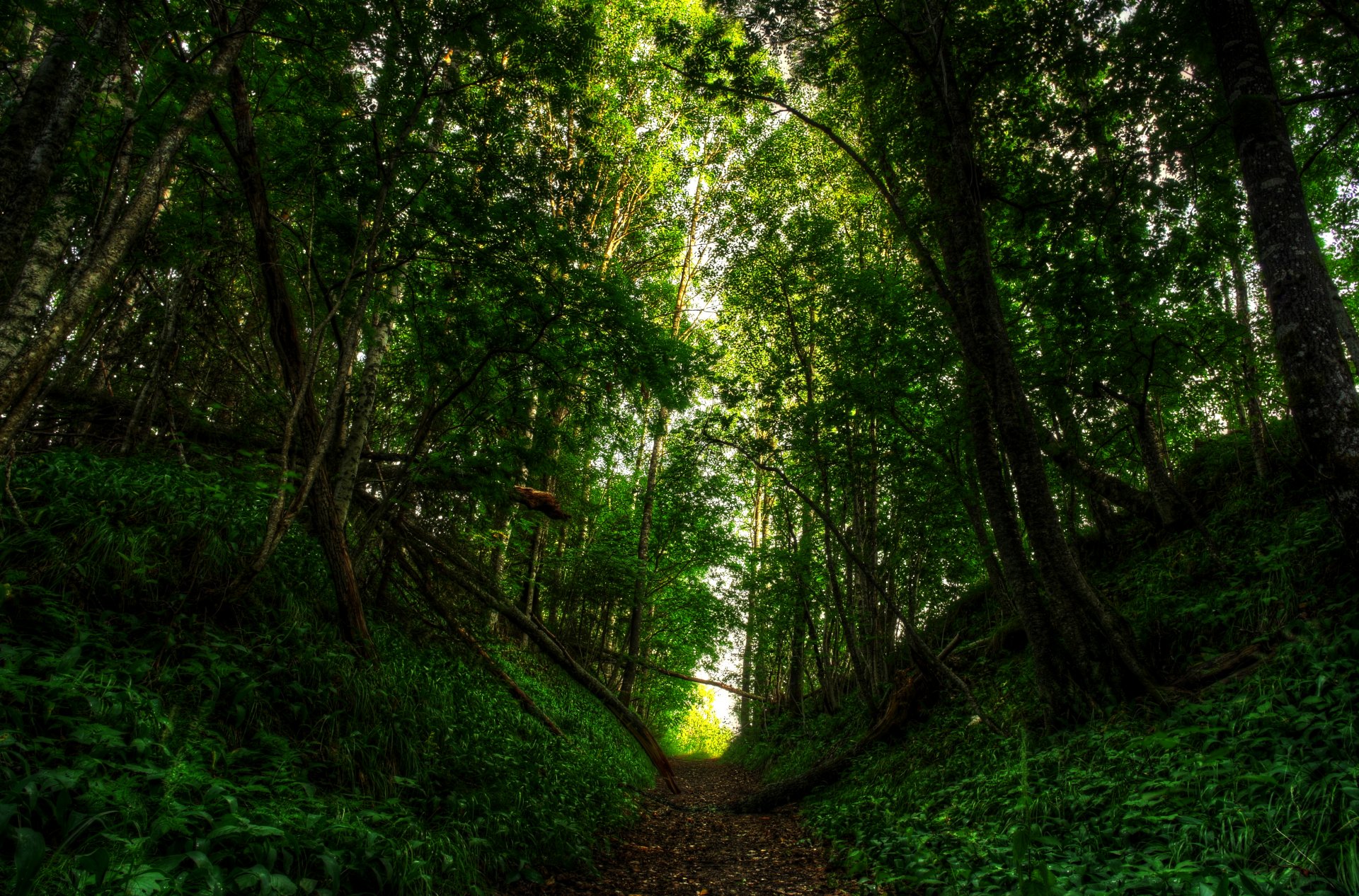 naturaleza camino bosque luz