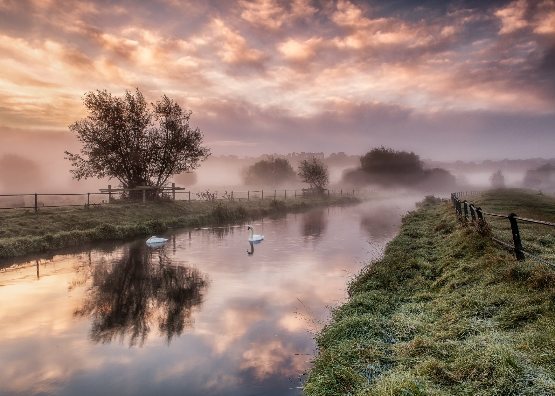 dawn river swans fence grass tree fog