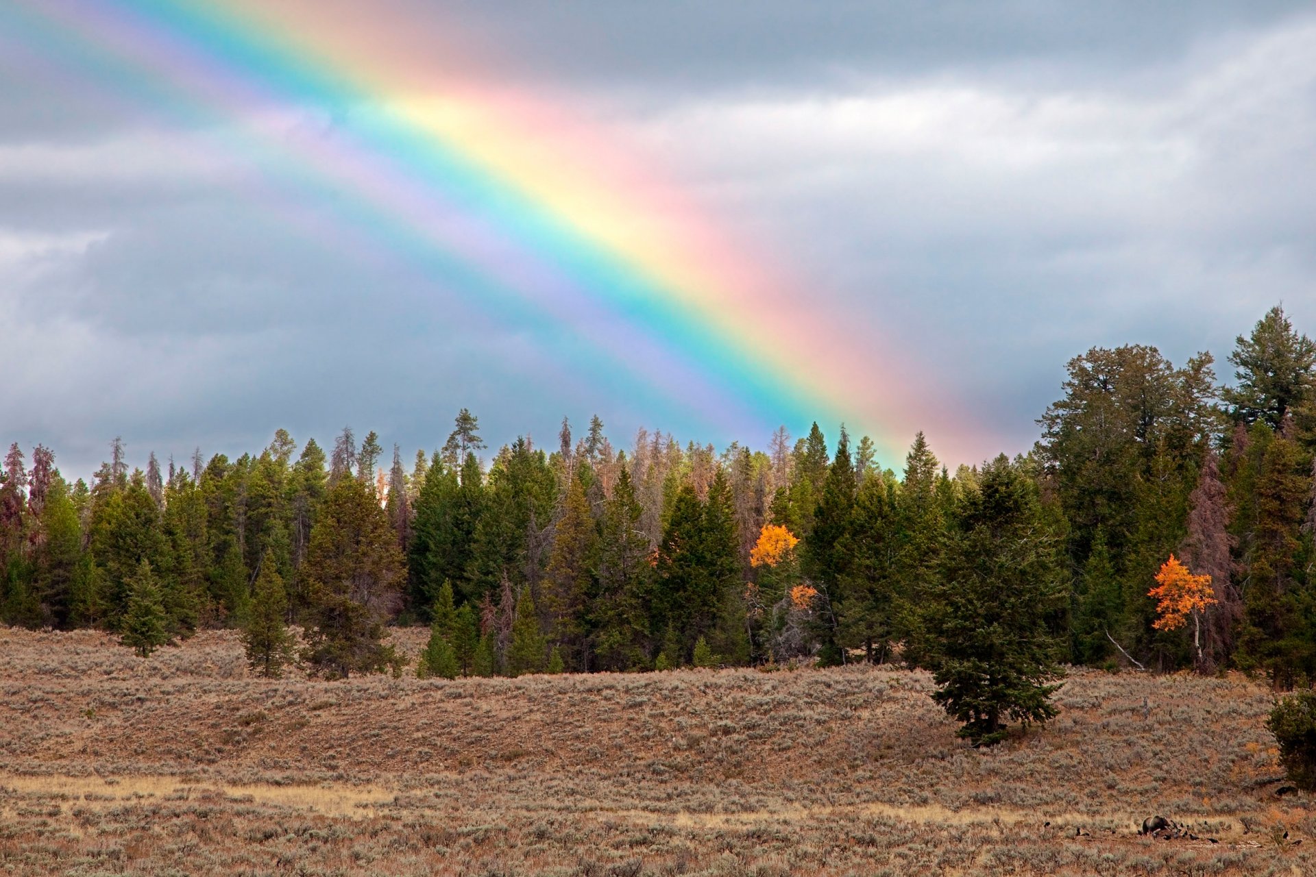 bosque arco iris oso otoño