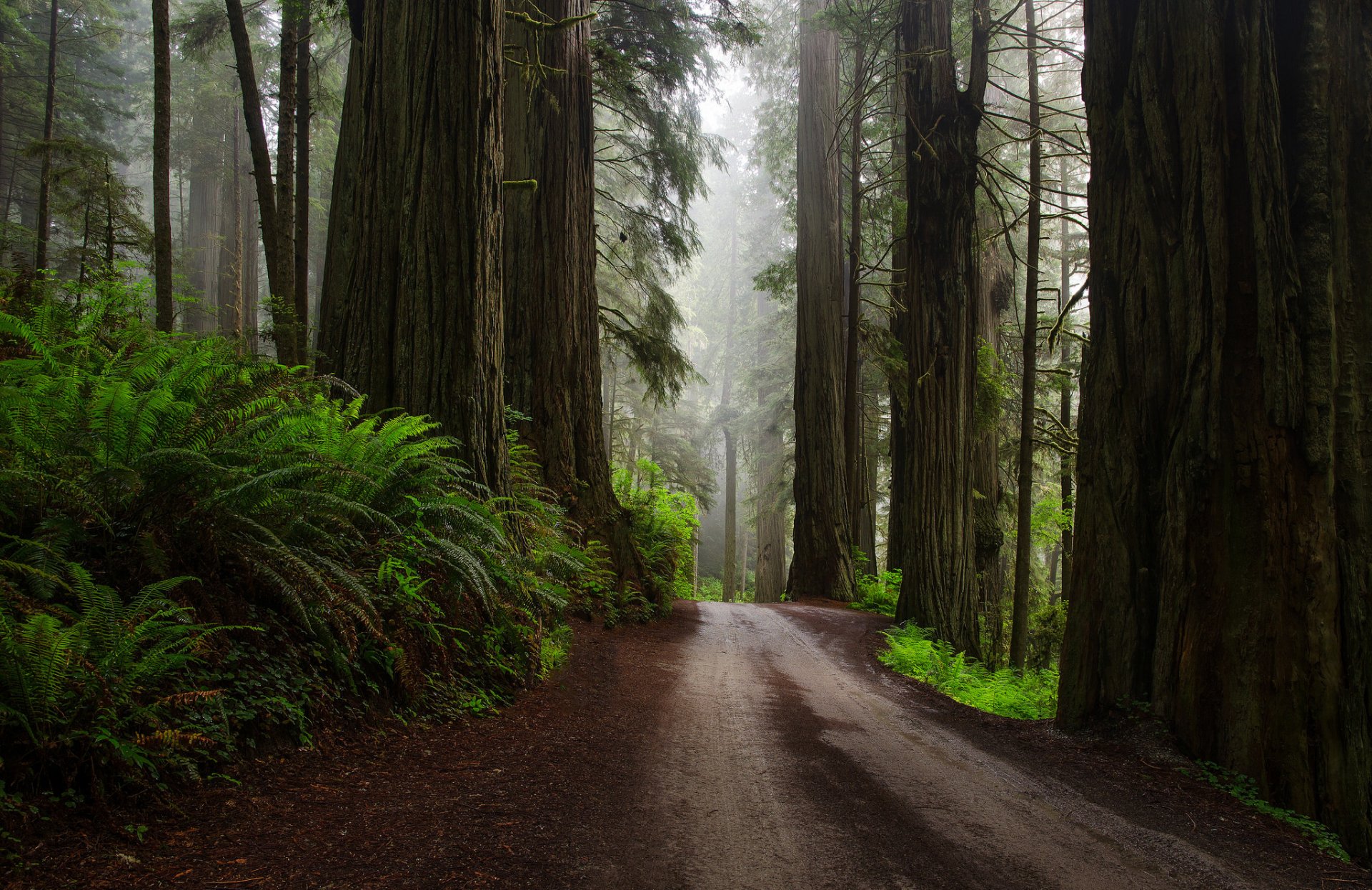 natur usa wald sequoia farne straße nach regen