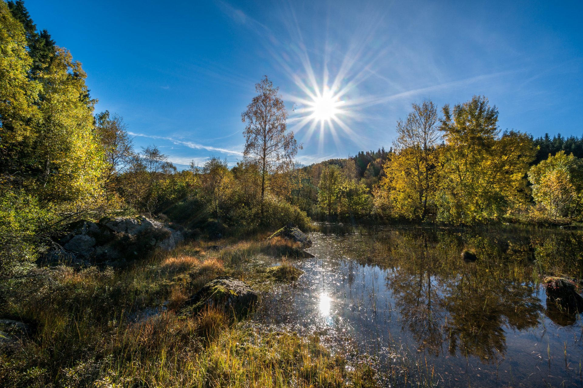 wald see reflexion sommer