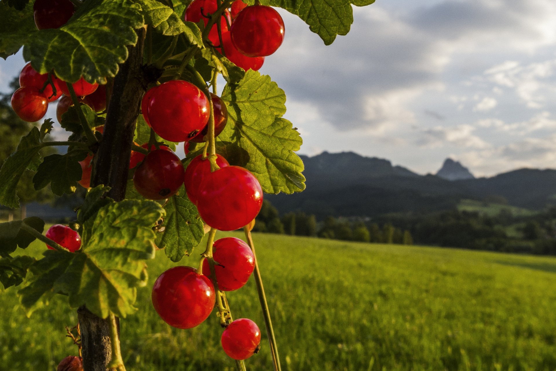 nature berry red currant leaves the field sky