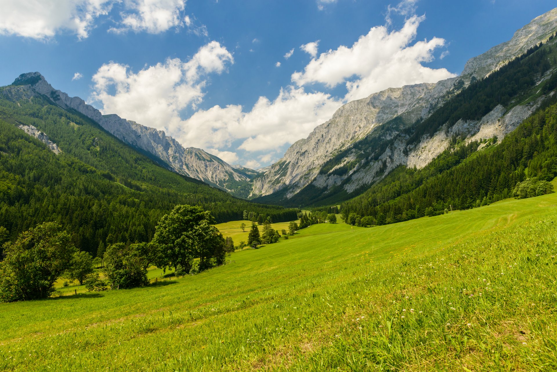 natur berge bäume lichtung wiese